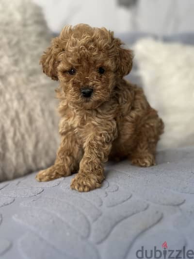 Toy poodle puppy بودل