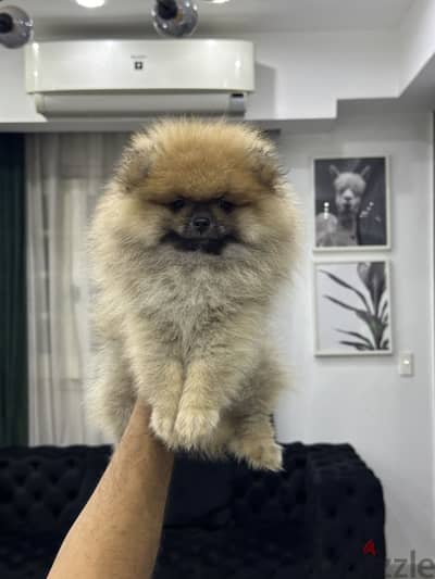 Pomeranian puppy بومرينيان
