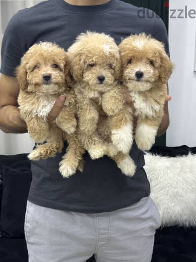 Maltipoo poodle مالتيبو بودل