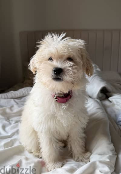 Maltipoo Puppy