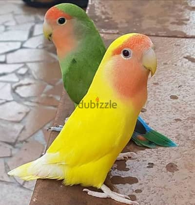 مطلوب روز تاكيل يدوي اي كمية