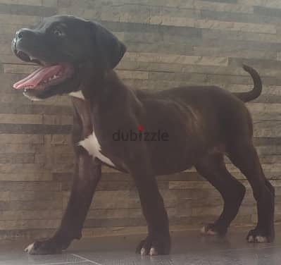 female Cane Corso