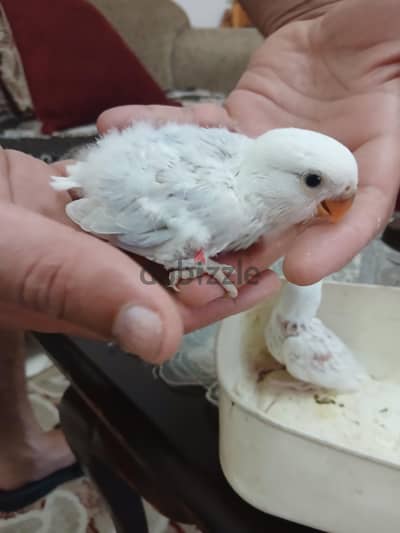 بغبغان روز