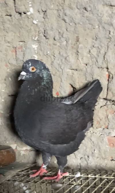 قص كينج بلاك