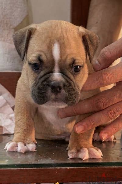 اقوي جرو بولي اكزوتك American bully