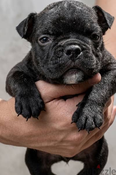 اقوي جرو بولي اكزوتك AMERICAN BULLY