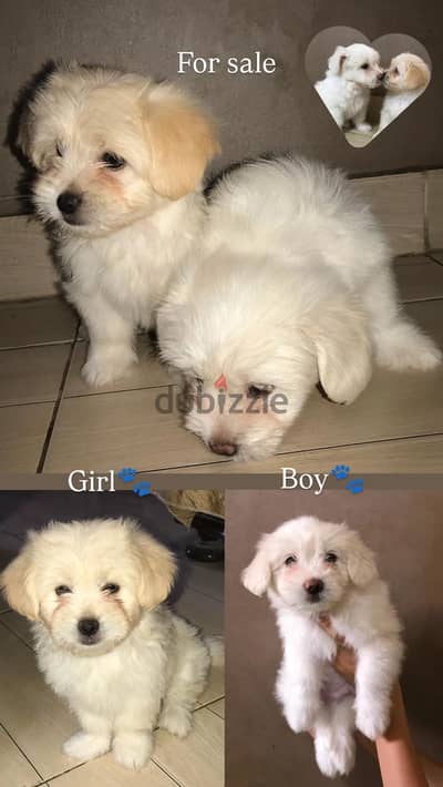 Mini Griffon Mix Puppies for Sale (Super Fluffy / Teddy Bear Face) 