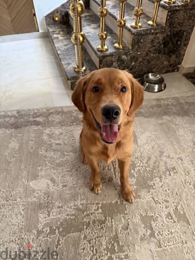 Around 7 months old golden retriever