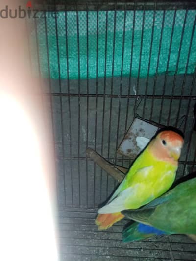 روز  للبيع