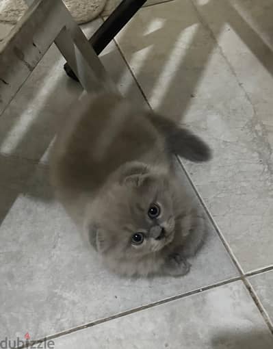 Scottish fold and Scottish hamalaya kittens