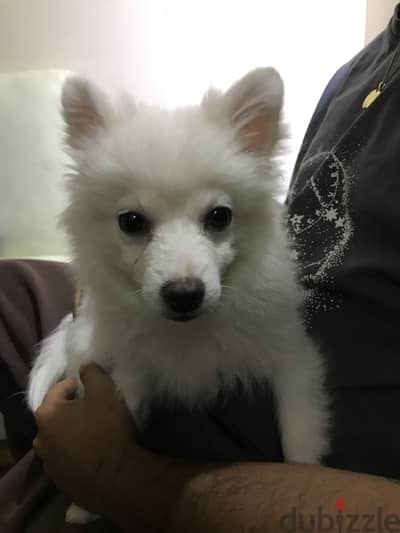 Japanese dog