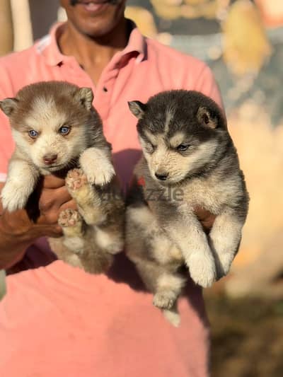 husky for sale .  هاسكى