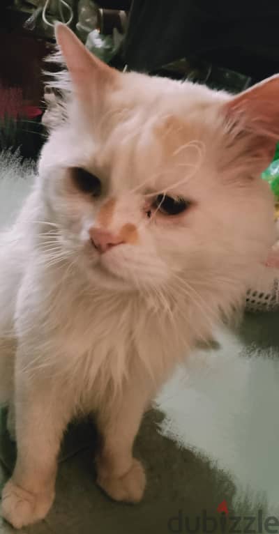 قط للتبني
