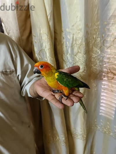ببغاء صن كونيور حديث الفطام