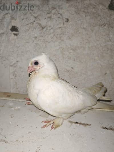 زغلولين بنيدي للبيع