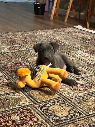 blue lacy Dog for adobtion