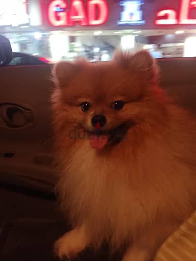 Pomeranian
