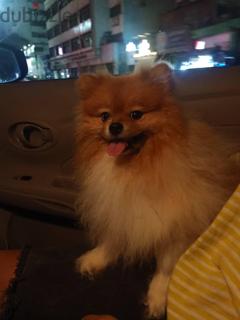 Pomeranian 1