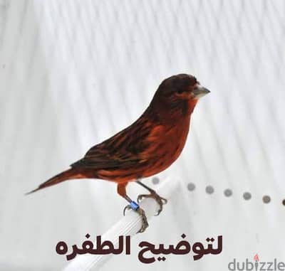 شباب بلاك ريد
