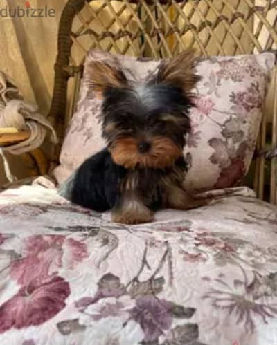 Yorkshire puppy