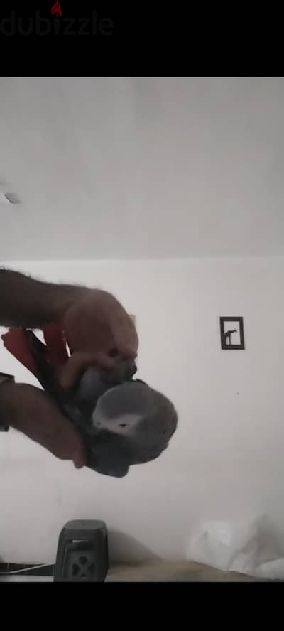 زنجباري زنجبارى كاسكو