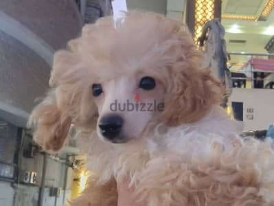 Toy poodle