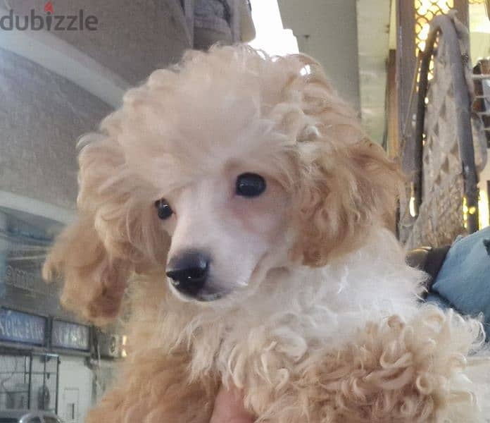 Toy poodle 1