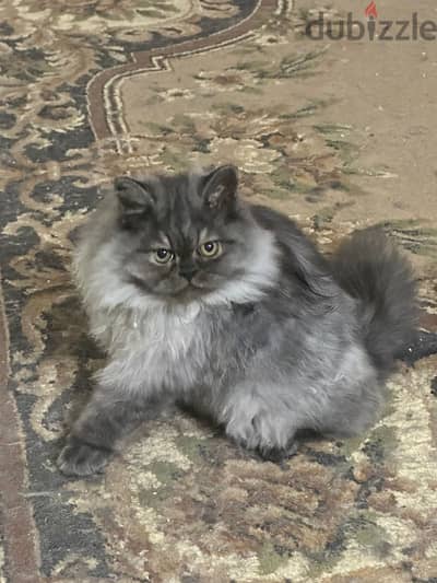 For adoption