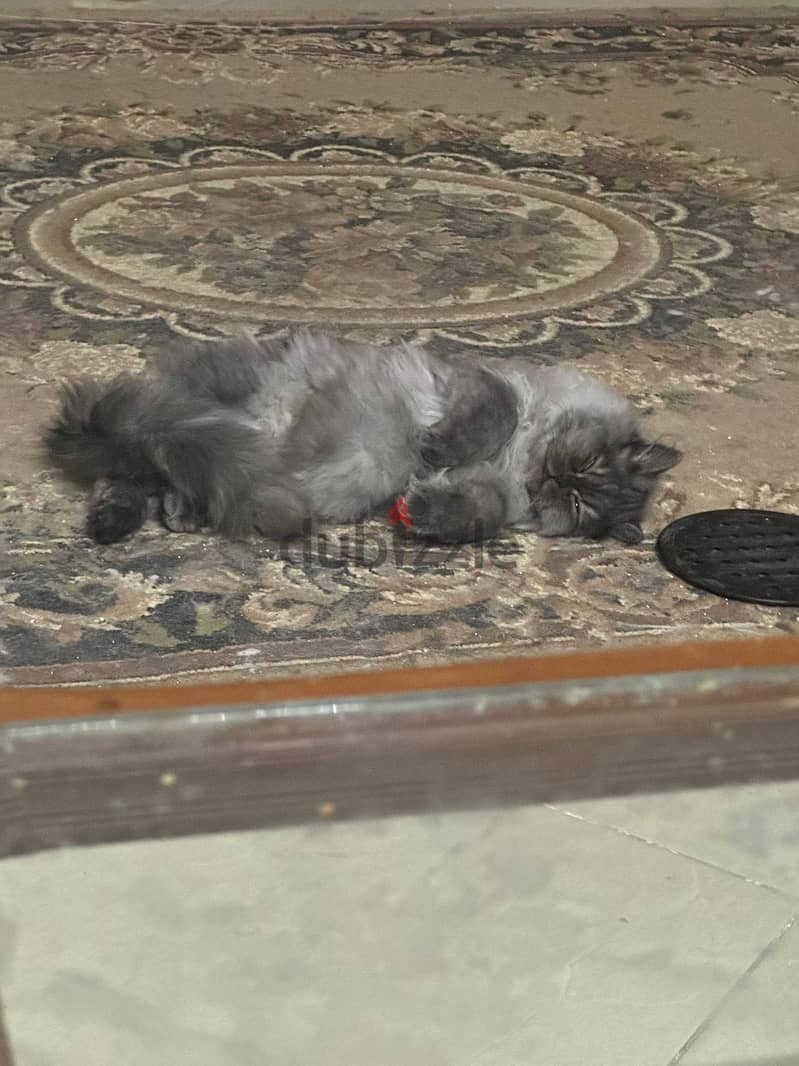 For adoption 1