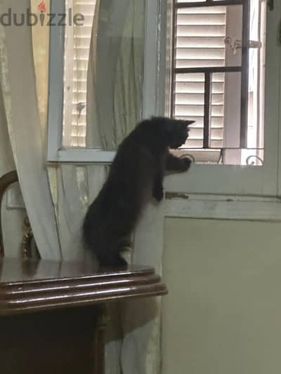 For adoption