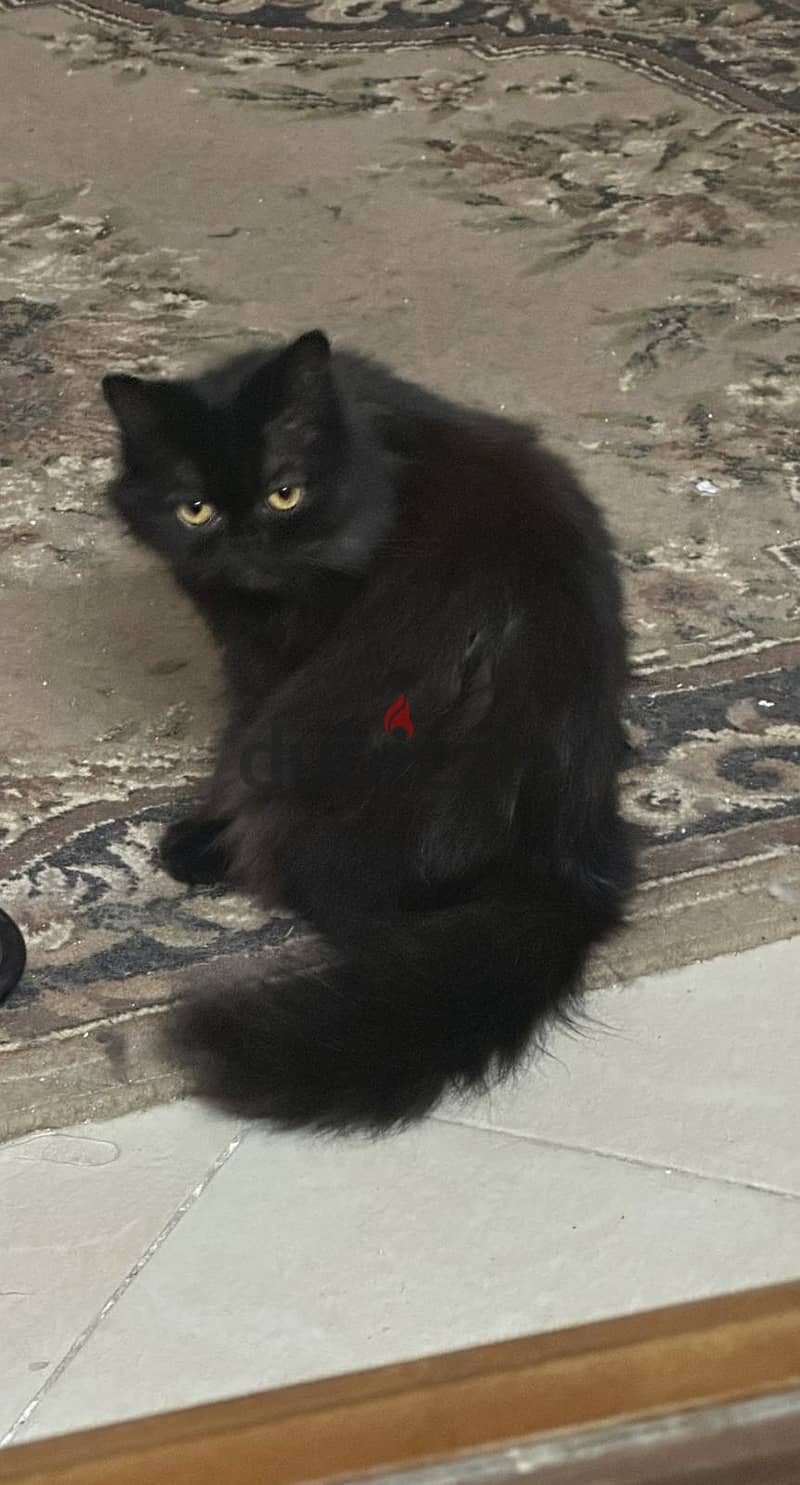 For adoption 1