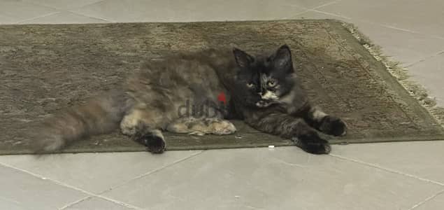 For adoption