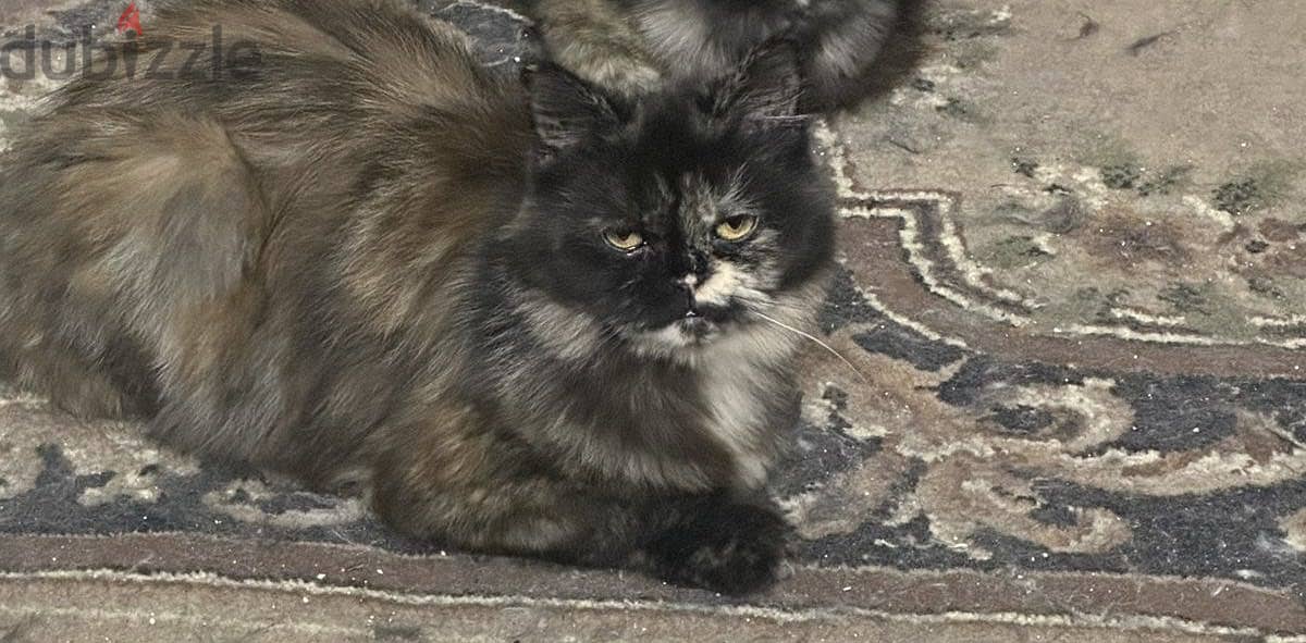For adoption 1
