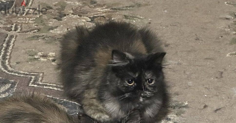 For adoption 1