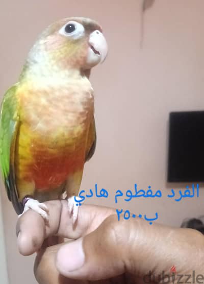 بينابول