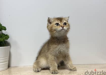 Scottish fold Shorthair Gold ny25
