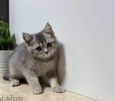 British shorthair Dark Silver