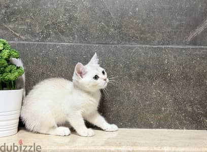 British shorthair Silver Shaded