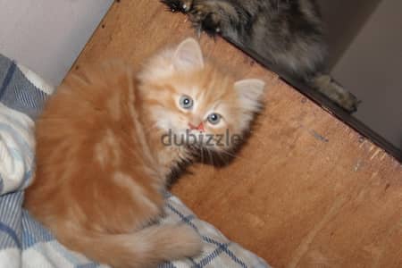 orange Persian kitten
