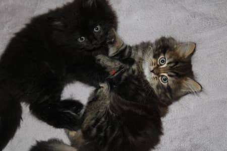 Brown tabby kitten