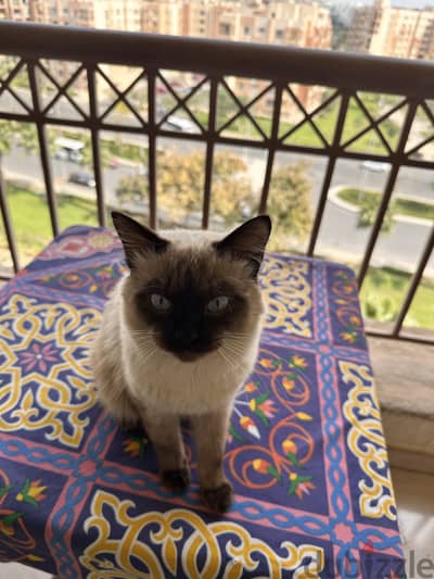 Rare breed of royal Mekong bobtail siamese