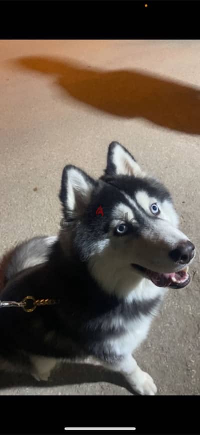 Alaskan malamute Male for sale