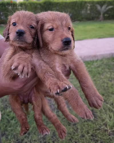 Golden retrievers جولدن رتريفر بيور عمر 45 يوم