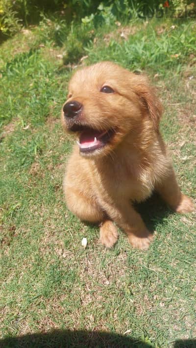 Golden retrievers جولدن رتريفر بيور عمر 45 يوم