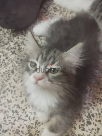 قطط شيرازي