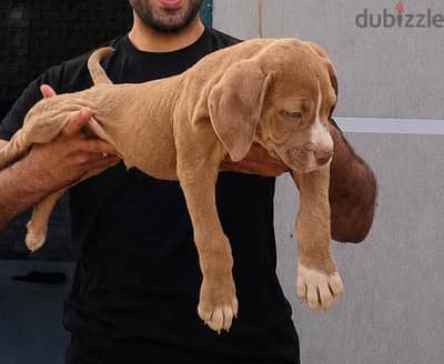 جرو بولى XL