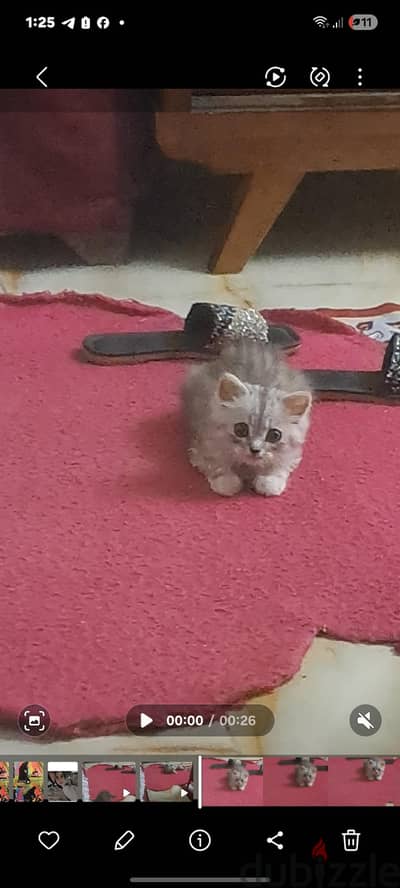 koty اسمها كوتي