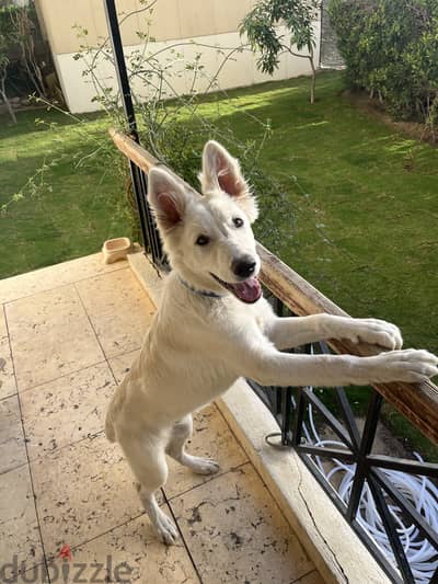 وابت جيرمان ٧ شهور