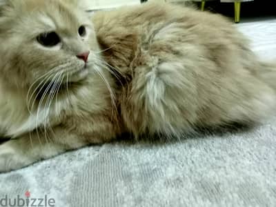 شيرازي للبيع ف مدينه بدر