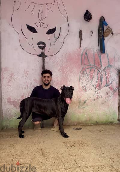 نتايه كين كورسو -cane corso